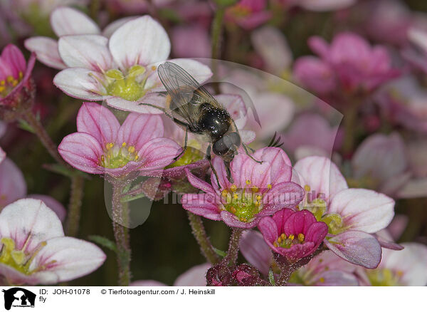 Fliege auf Blumen / fly / JOH-01078