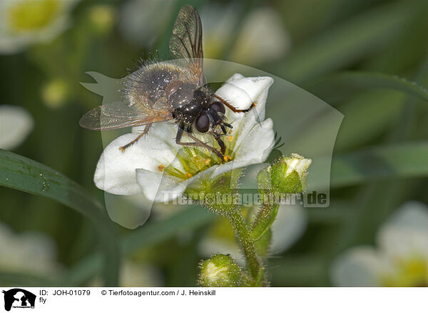 Fliege auf Blume / fly / JOH-01079