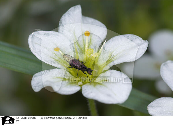 Fliege auf Blume / fly / JOH-01080