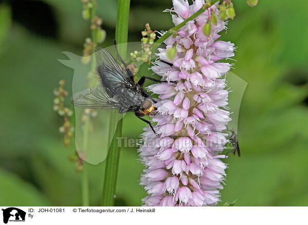 Fliege auf Blume / fly / JOH-01081