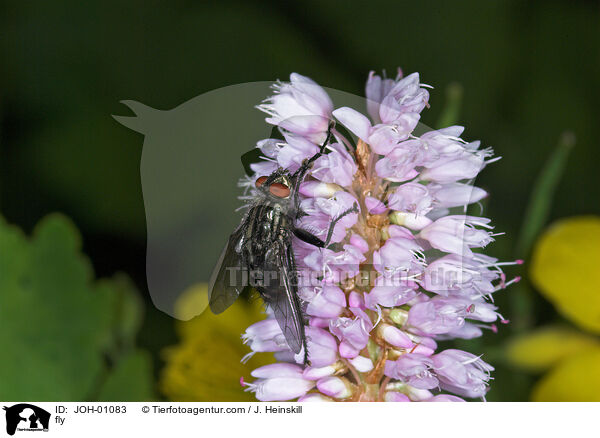 Fliege auf Blume / fly / JOH-01083