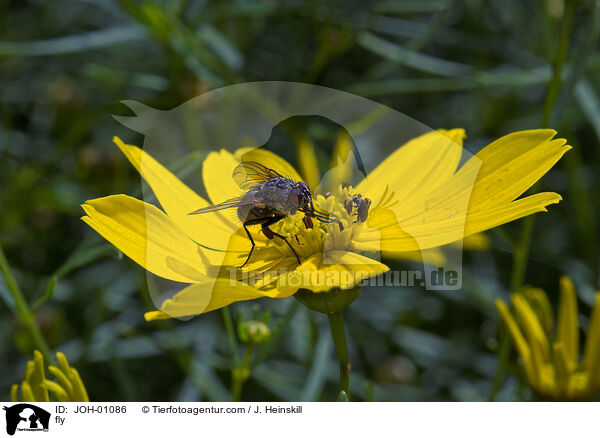 Fliege auf Blume / fly / JOH-01086