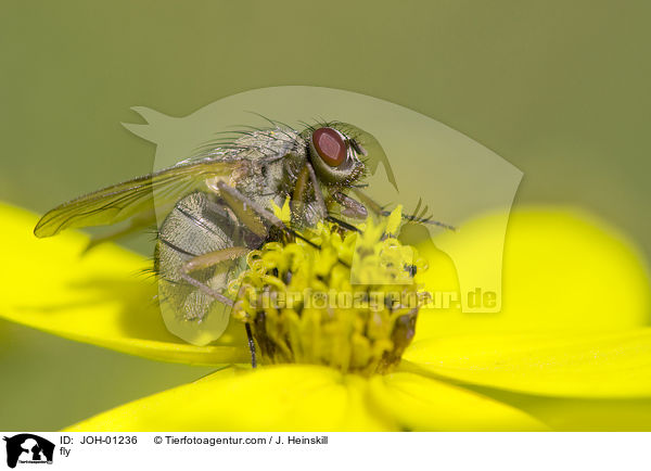 Fliege / fly / JOH-01236