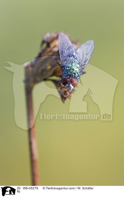 Fliege / fly / WS-05279