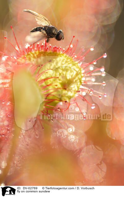 Fliege auf Rundblttrigem Sonnentau / fly on common sundew / DV-02769