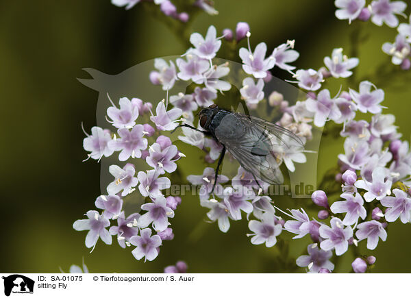 sitzende Fliege / sitting Fly / SA-01075