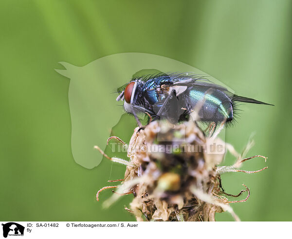 fly / SA-01482