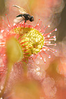 fly on common sundew