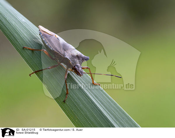 Rotbeinige Baumwanze / forest Shieldbug / SA-01215