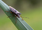 forest Shieldbug