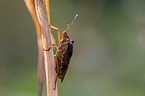 cherry stink bug