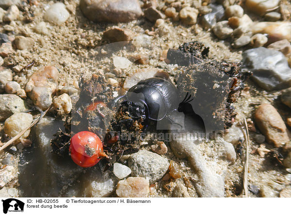 Waldmistkfer / forest dung beetle / HB-02055