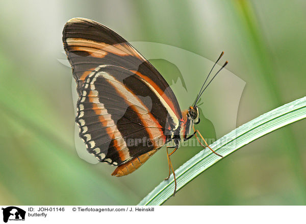 Edelfalter / butterfly / JOH-01146