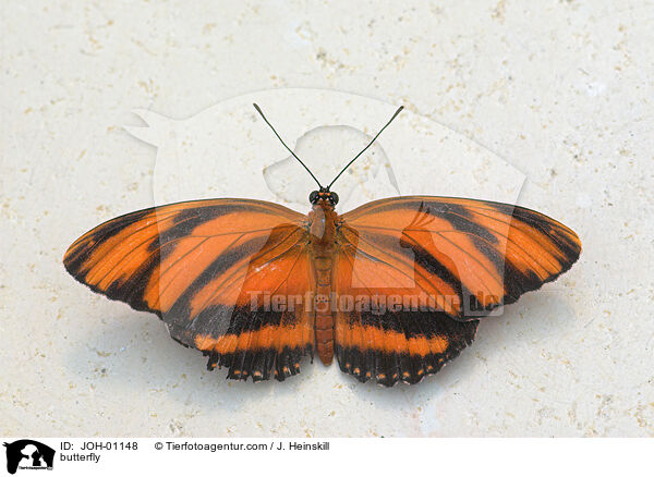 Edelfalter / butterfly / JOH-01148