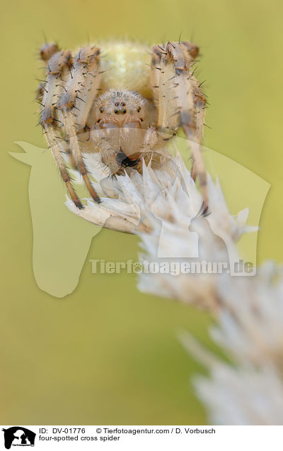 Vierfleckkreuzspinne / four-spotted cross spider / DV-01776