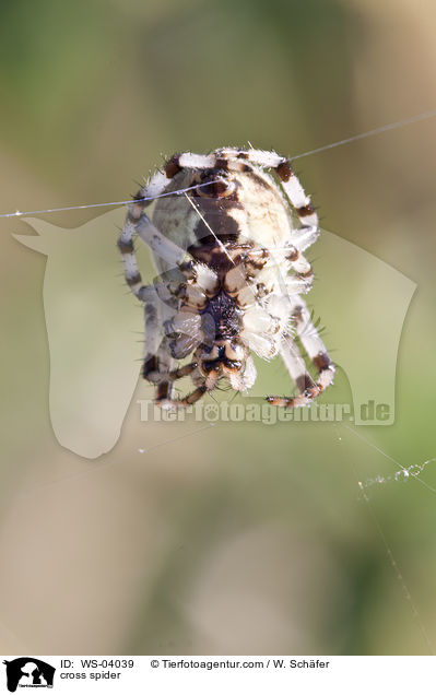 Vierfleck-Kreuzspinne / cross spider / WS-04039