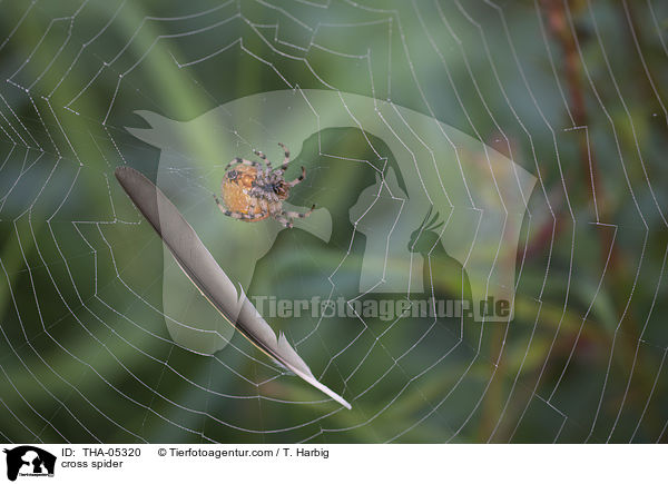 Vierfleck-Kreuzspinne / cross spider / THA-05320
