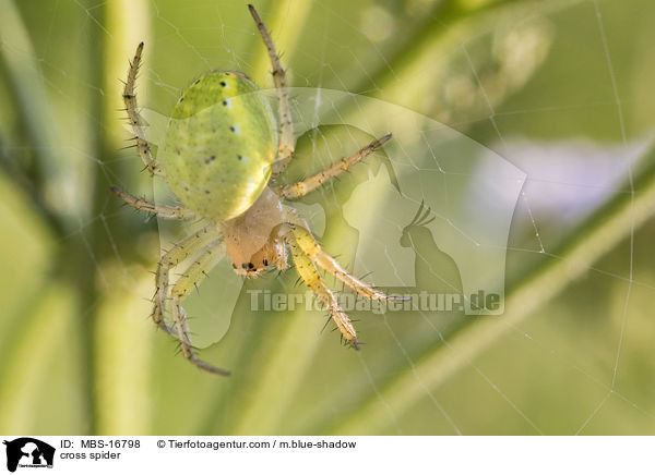 cross spider / MBS-16798