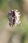 cross spider