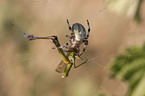 cross spider