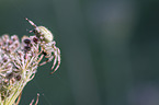 cross spider