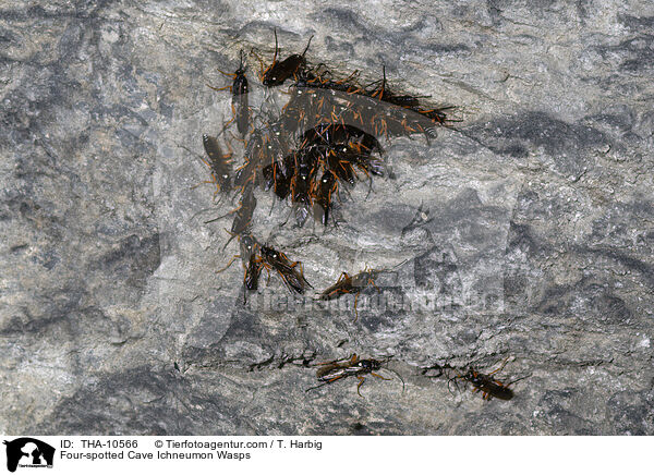 Vierfleck-Hhlenschlupfwespen / Four-spotted Cave Ichneumon Wasps / THA-10566