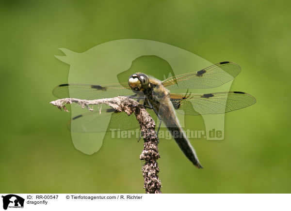 Vierflecklibelle / dragonfly / RR-00547