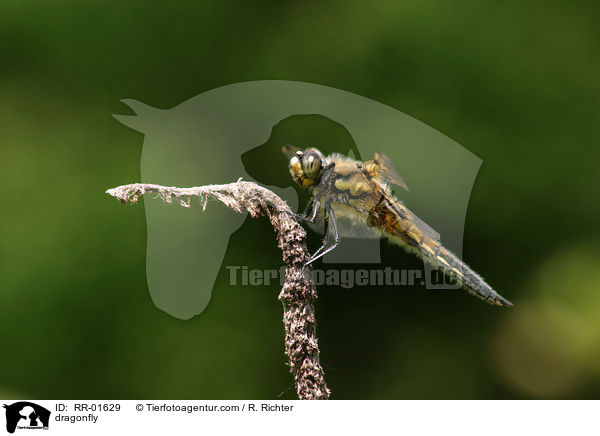 Vierflecklibelle / dragonfly / RR-01629