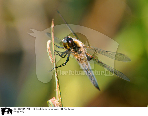 dragonfly / DV-01149