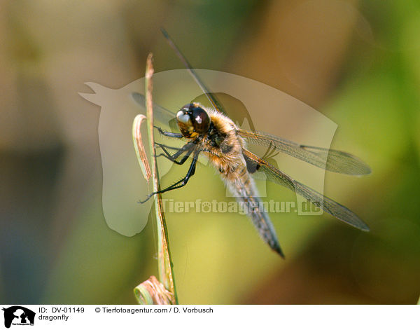 Vierflecklibelle / dragonfly / DV-01149