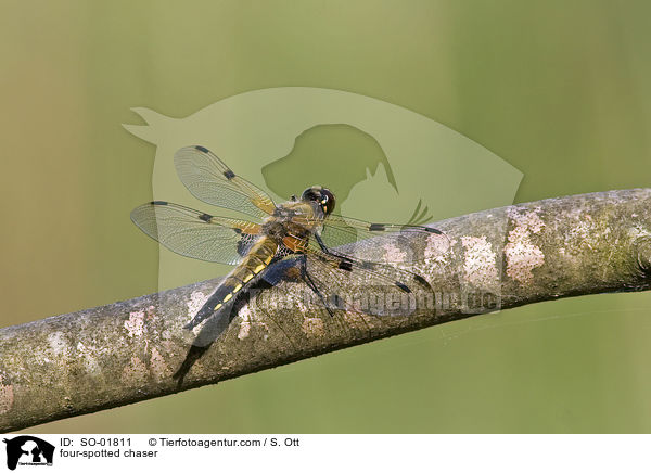 Vierfleck / four-spotted chaser / SO-01811