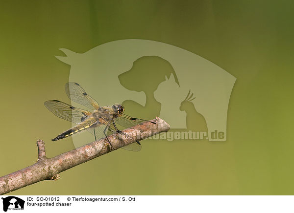 four-spotted chaser / SO-01812