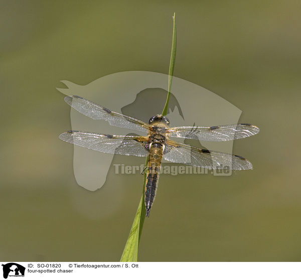 Vierflecklibelle / four-spotted chaser / SO-01820