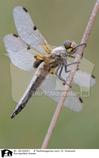 Vierflecklibelle / four-spotted chaser / DV-02041