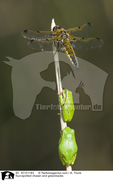 four-spotted chaser and greenbacks / AT-01183