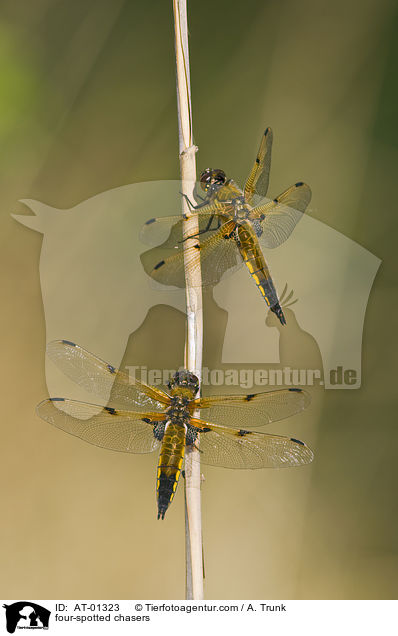 Vierflecklibellen / four-spotted chasers / AT-01323