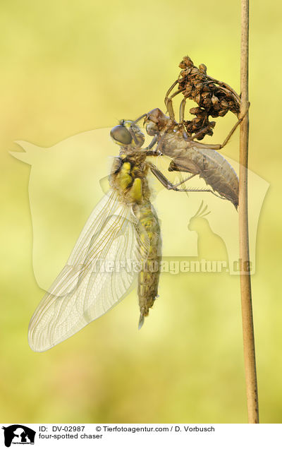 four-spotted chaser / DV-02987
