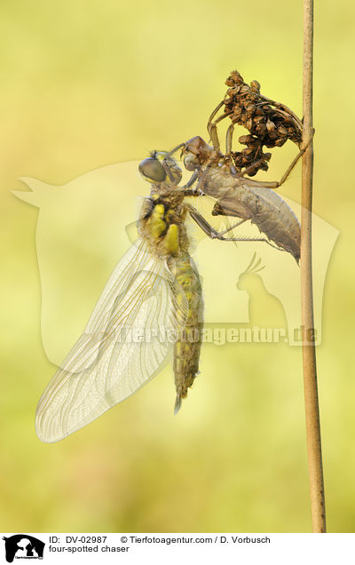 Vierflecklibelle / four-spotted chaser / DV-02987