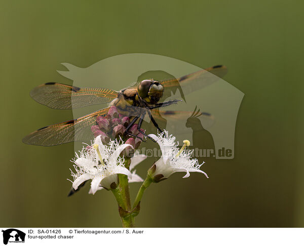 Vierflecklibelle / four-spotted chaser / SA-01426