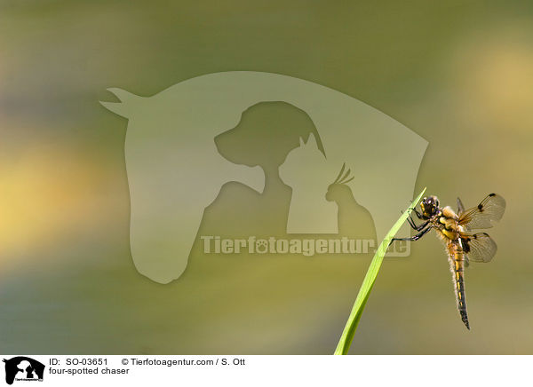 four-spotted chaser / SO-03651