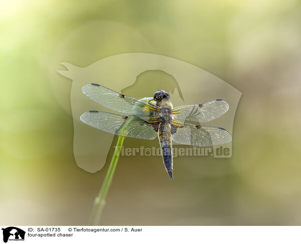Vierflecklibelle / four-spotted chaser / SA-01735