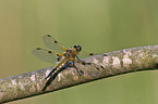 four-spotted chaser