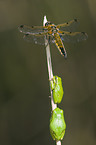 four-spotted chaser and greenbacks