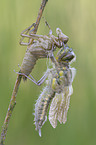 four-spotted chaser