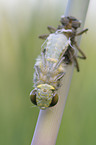 four-spotted chaser