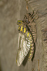 four-spotted chaser