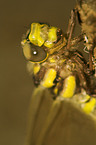 four-spotted chaser