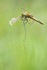 four-spotted chaser