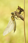 four-spotted chaser