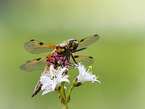 four-spotted chaser